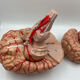 Anatomical brain model