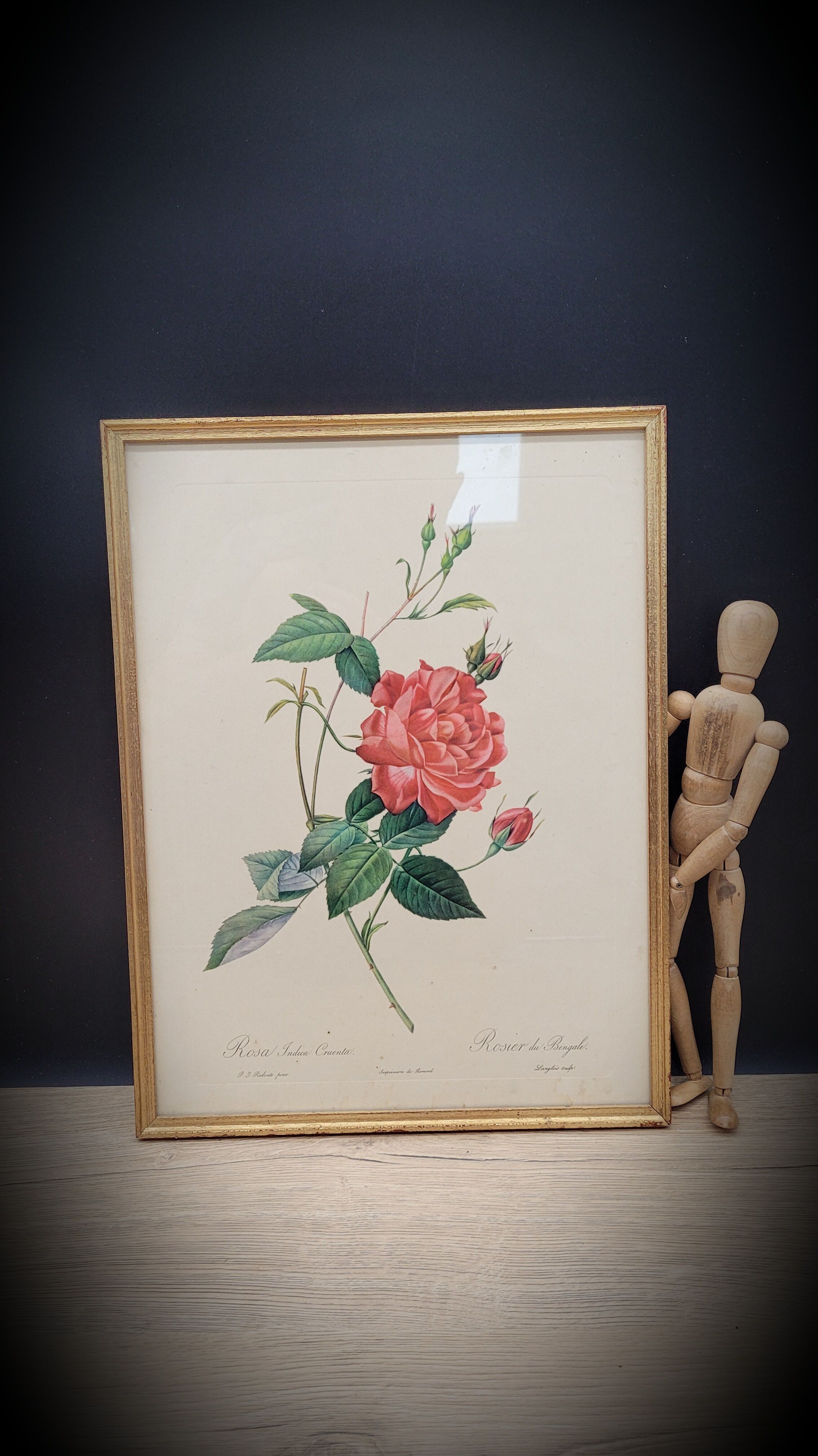 Bengal rose lithograph