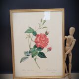 Bengal rose lithograph