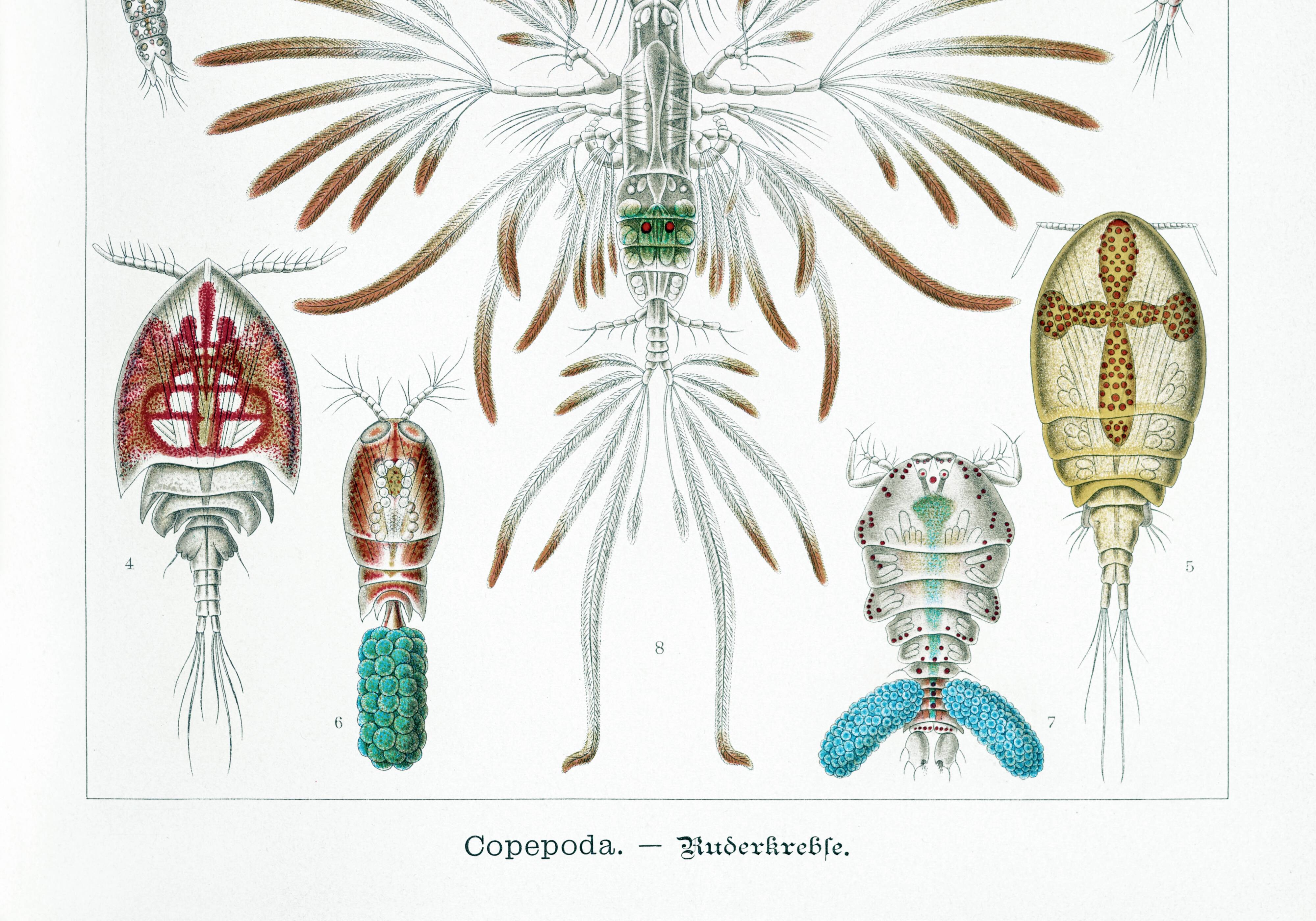 Poster about crustaceans, based on an old lithograph from 1904.