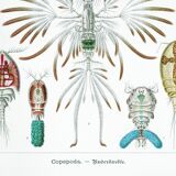 Poster about crustaceans, based on an old lithograph from 1904.