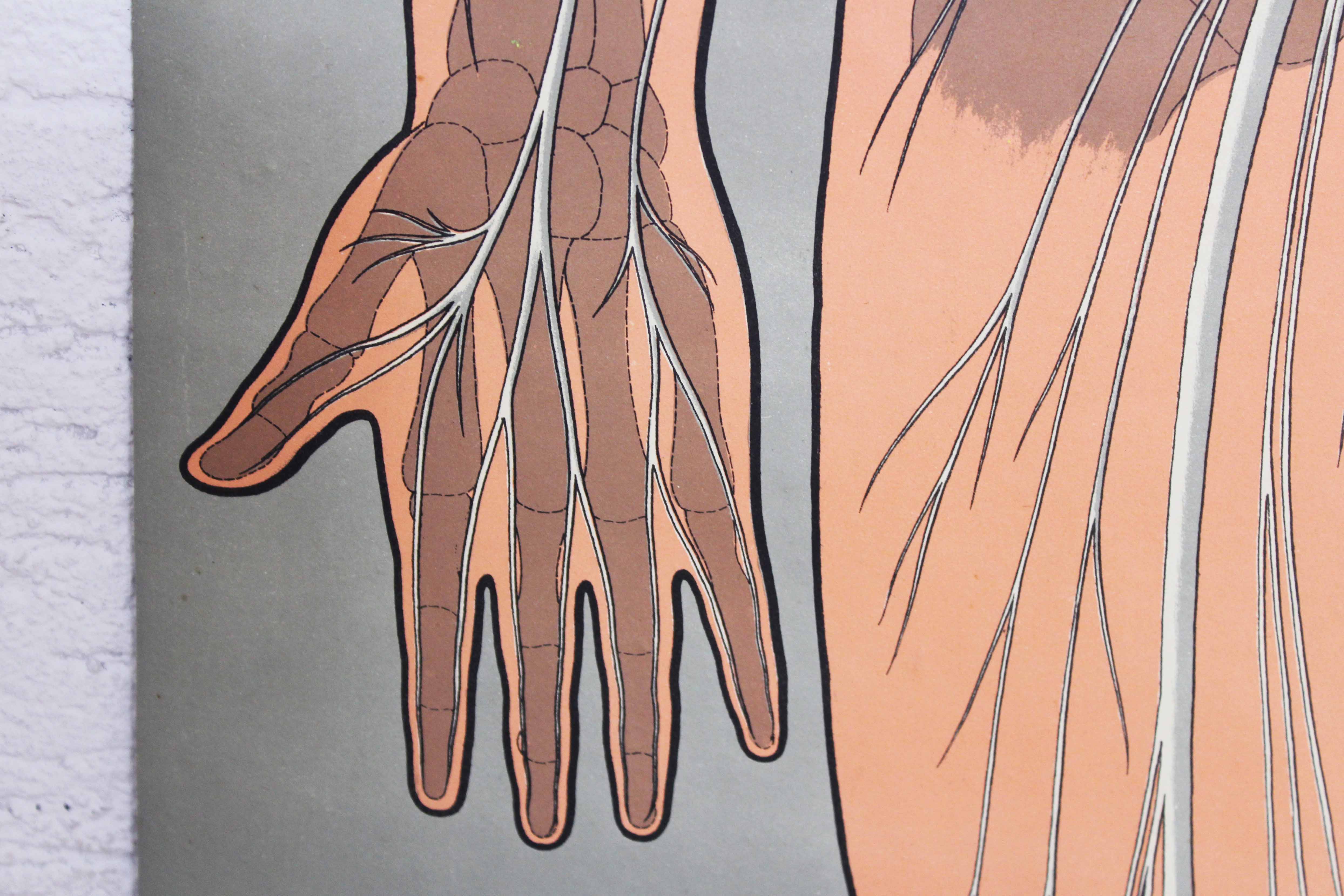 Old anatomy illustration of the nineteenth century