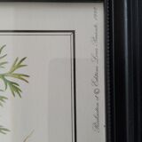 Framed botanical poster