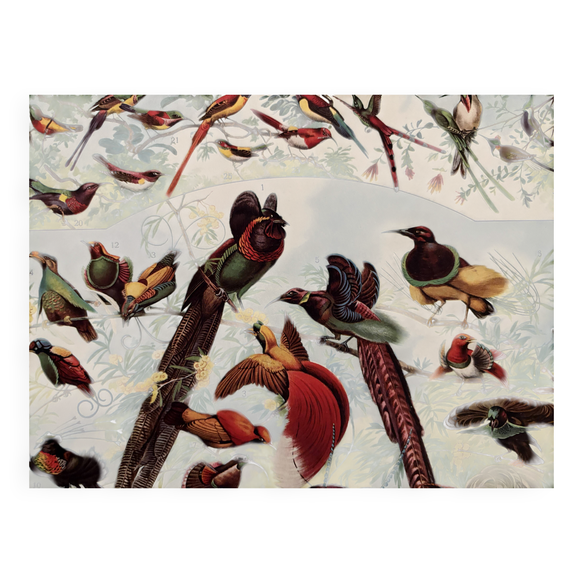 Planche illustrée vintage sur les oiseaux de paradis - 1930