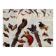 Planche illustrée vintage sur les oiseaux de paradis - 1930