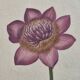 La Roche Laffitte (Born in 1943) - Watercolour drawing on silk - Anemone