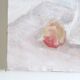 Peinture à l'huile, nature morte, fruits et compotier, années 70