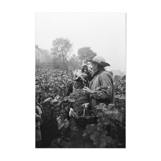 Silver photo print barium Vendange Montmartre. Format 30cmx45cm