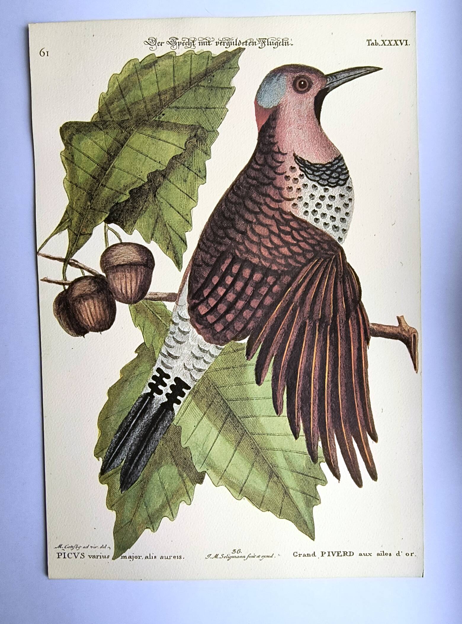 Antique bird engraving - Great Woodpecker - Zoological plate by Seligmann