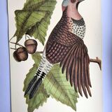 Antique bird engraving - Great Woodpecker - Zoological plate by Seligmann