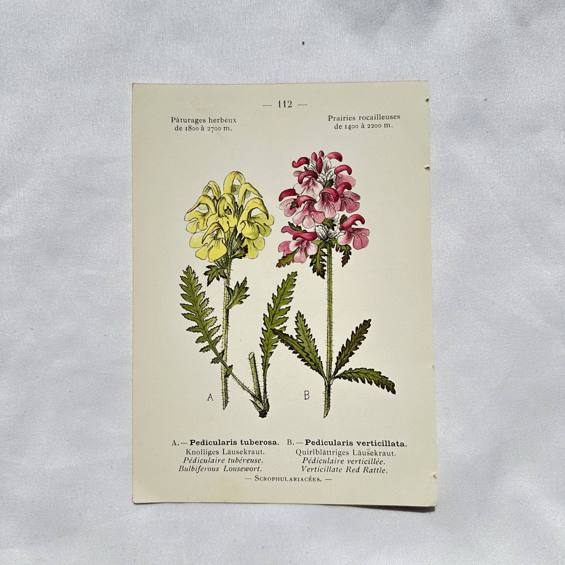Antique botanical plate hand-coloured – 19th-century decoration
