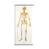 Vintage wall map "Human skeleton and tendons" Klett Verlag Stuttgart Germany paper on linen 1951