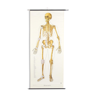Vintage wall map "Human skeleton and tendons" Klett Verlag Stuttgart Germany paper on linen 1951