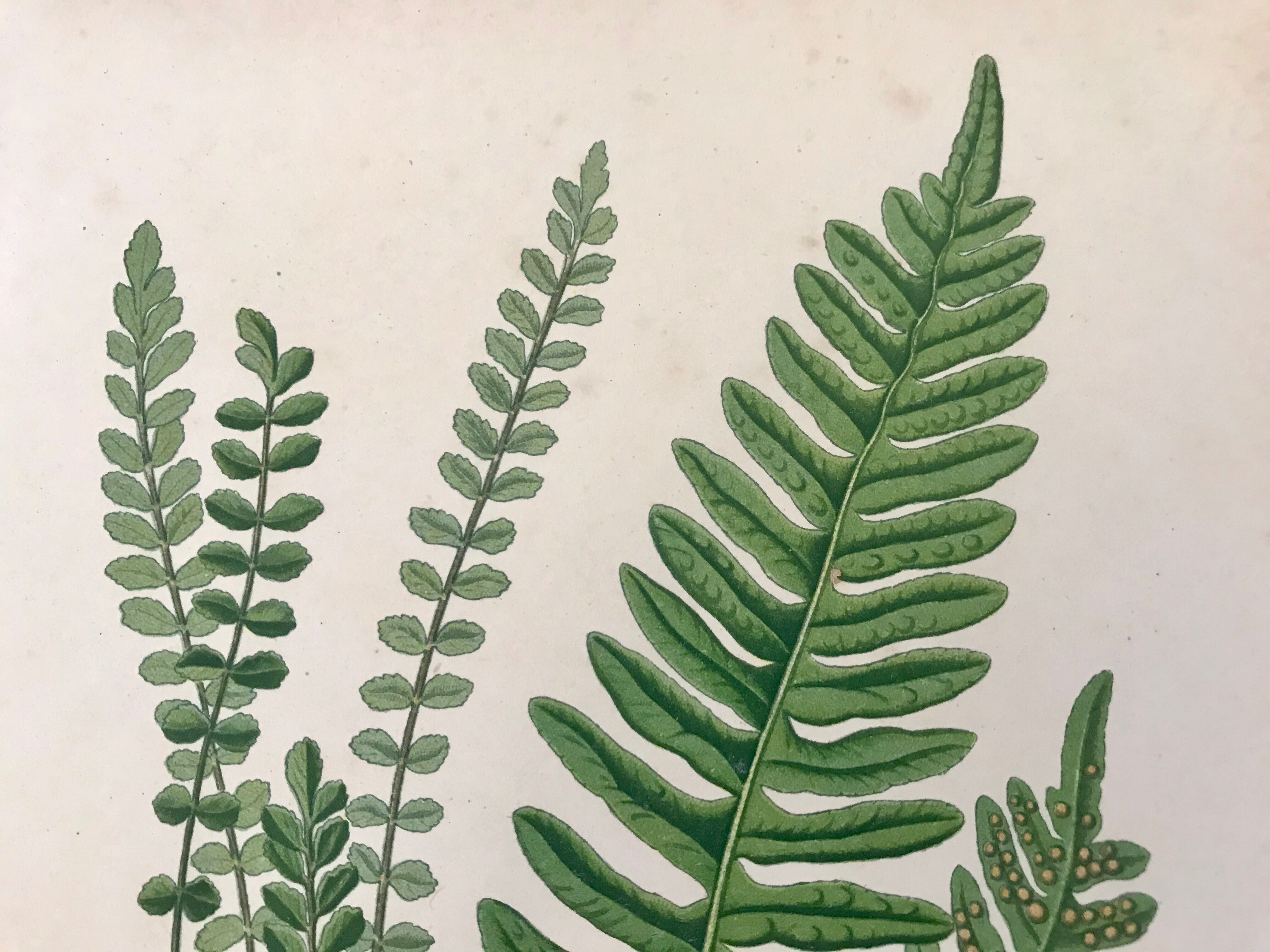 Lot of 4 botanical panches of ferns 19th century