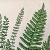Lot of 4 botanical panches of ferns 19th century