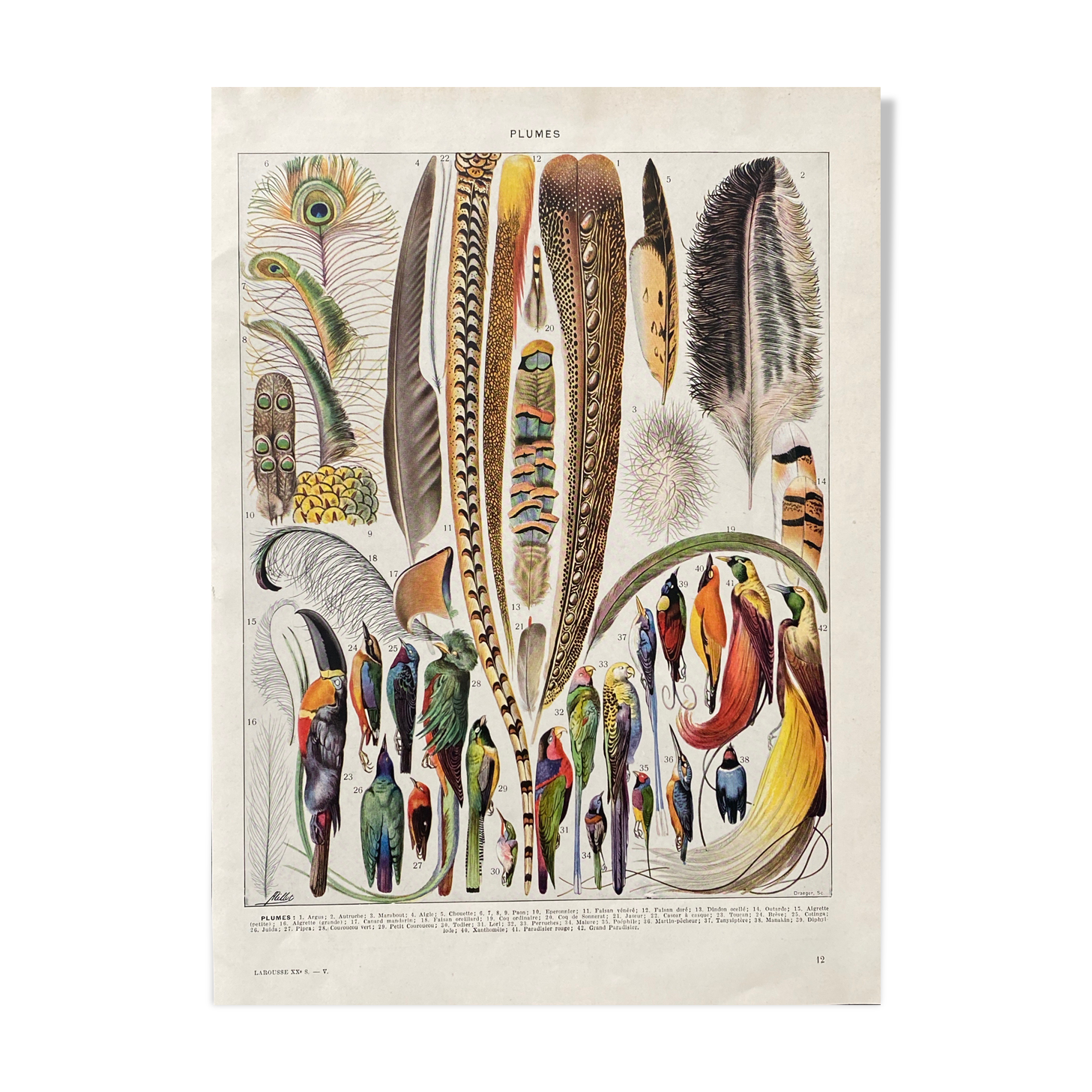 Illustration Millot "feathers"