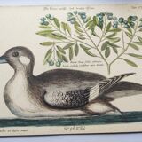 Antique bird engraving - Brown Duck - Seligmann plate nature image