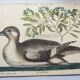 Gravure ancienne oiseau -Canard Brun- Planche de Seligmann image nature