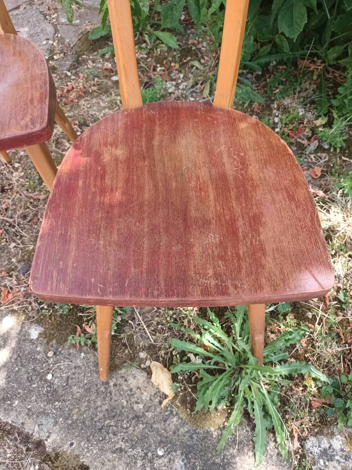 Stella Antelope Chairs