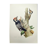 Old bird illustration. 1965 - Pic Epeichette - Natural zoological board