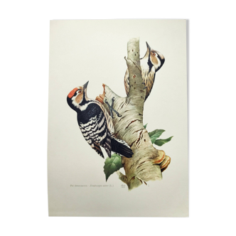 Old bird illustration. 1965 - Pic Epeichette - Natural zoological board