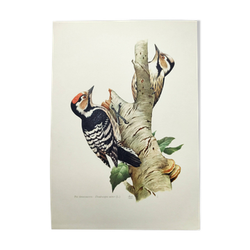 Illustration oiseau 1965 - Pic Epeichette - Planche zoologique naturelle