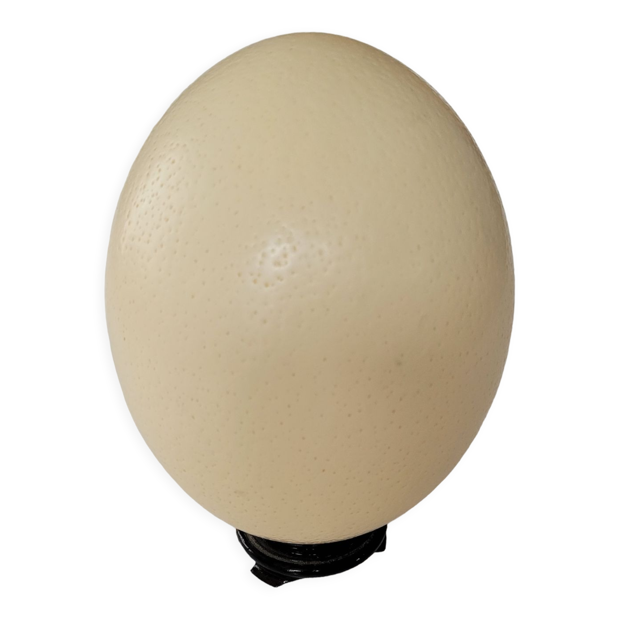 Ostrich egg with support