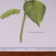 Lot 2 botanical posters