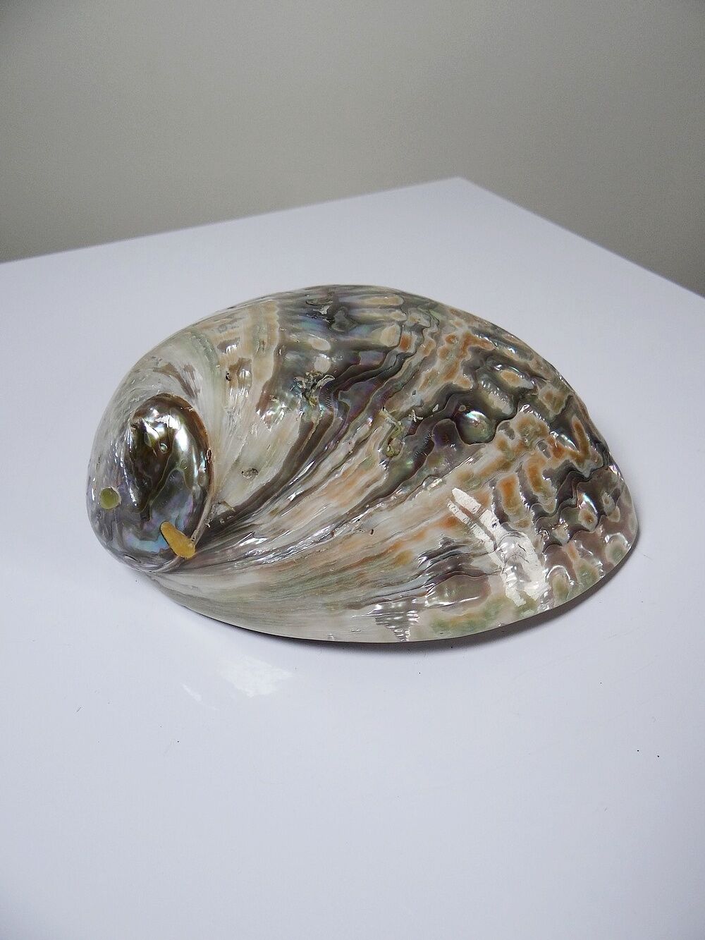 Large polished abalone shell, curiosity item, vintage 20th century.