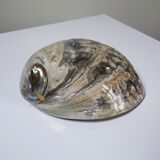 Large polished abalone shell, curiosity item, vintage 20th century.