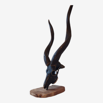Antilope crâne - nyala - personnalisé