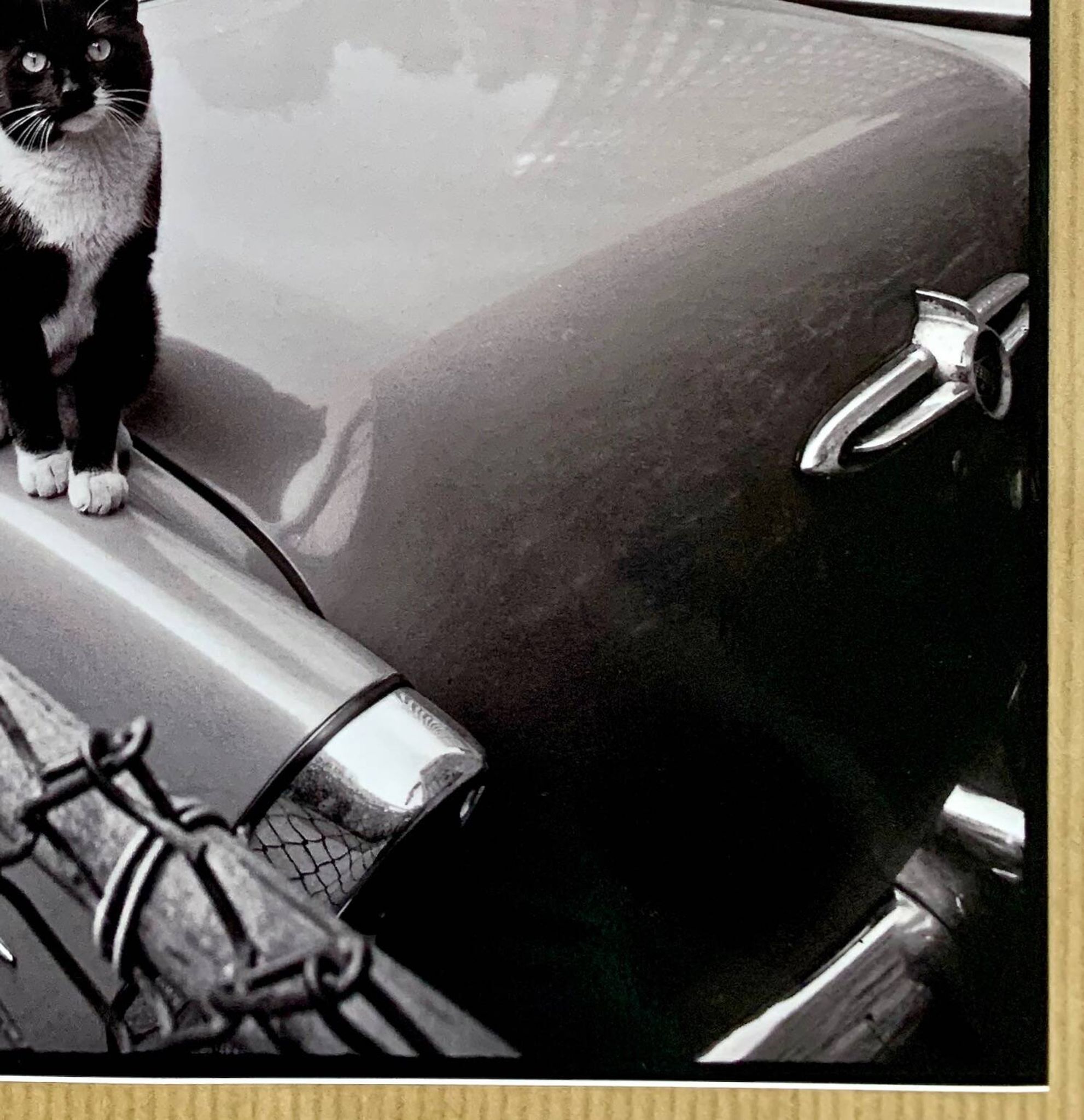 Fine Art Photography by Angelo Rizzuto “Cat on a Car” – New York, 1958