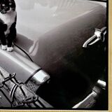 Fine Art Photography by Angelo Rizzuto “Cat on a Car” – New York, 1958
