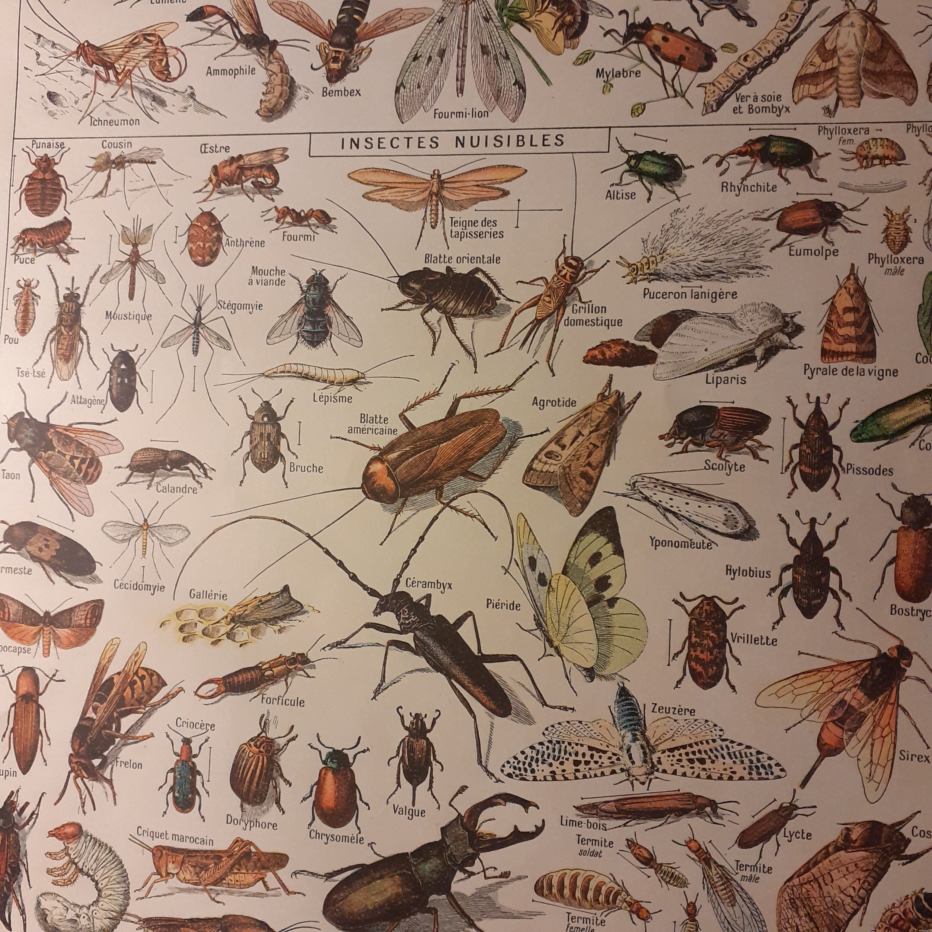 Lithographie sur les insectes de 1922