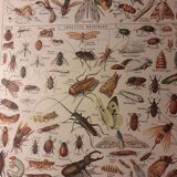 Lithographie sur les insectes de 1922