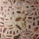 Lithographie sur les insectes de 1922