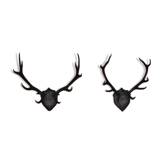 Pair of massacres of sika deers 1900