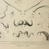 Gravure ancienne 1922, Cornes d'animaux, formes, cervidée • Lithographie, illustration originale