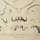 Antique engraving 1922, Animal horns, shapes, deer • Lithograph, original illustration