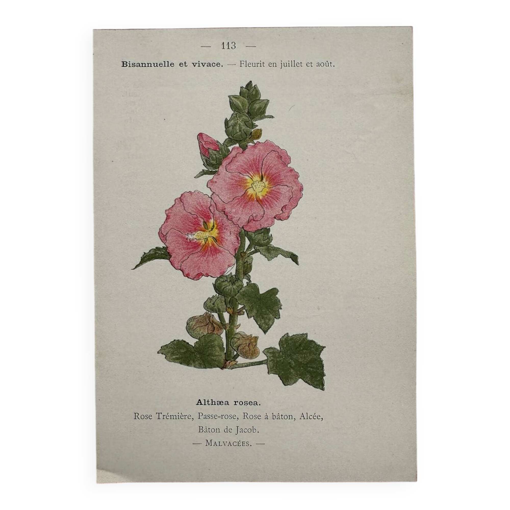 Botanical Plate 1800 Old Naturalist Engraving 19th Century Double-Sided