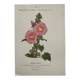 Botanical Plate 1800 Old Naturalist Engraving 19th Century Double-Sided