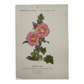 Botanical Plate 1800 Old Naturalist Engraving 19th Century Double-Sided
