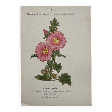 Botanical Plate 1800 Old Naturalist Engraving 19th Century Double-Sided