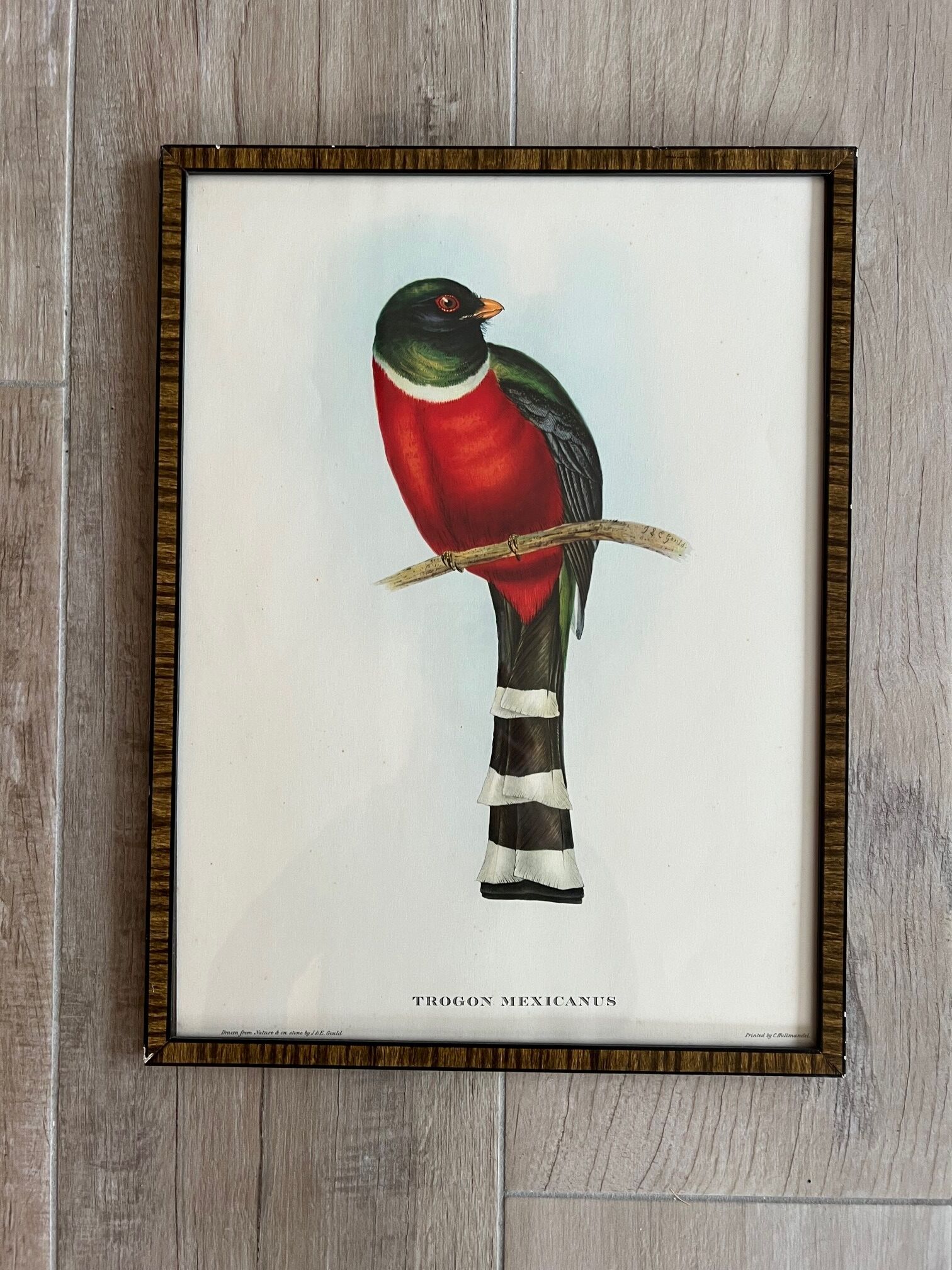 Framed bird engraving