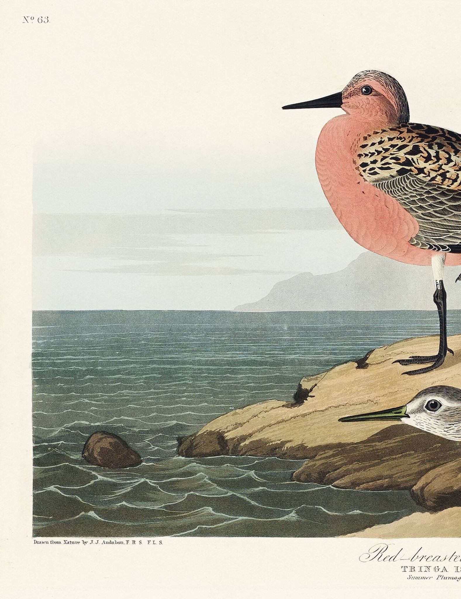Poster about the Dunlin, after an old engraving from 1827.