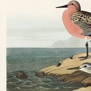 Poster about the Dunlin, after an old engraving from 1827.