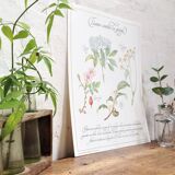 Botanical plank herbal tea against the flu