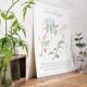 Planche botanique tisane contre la grippe
