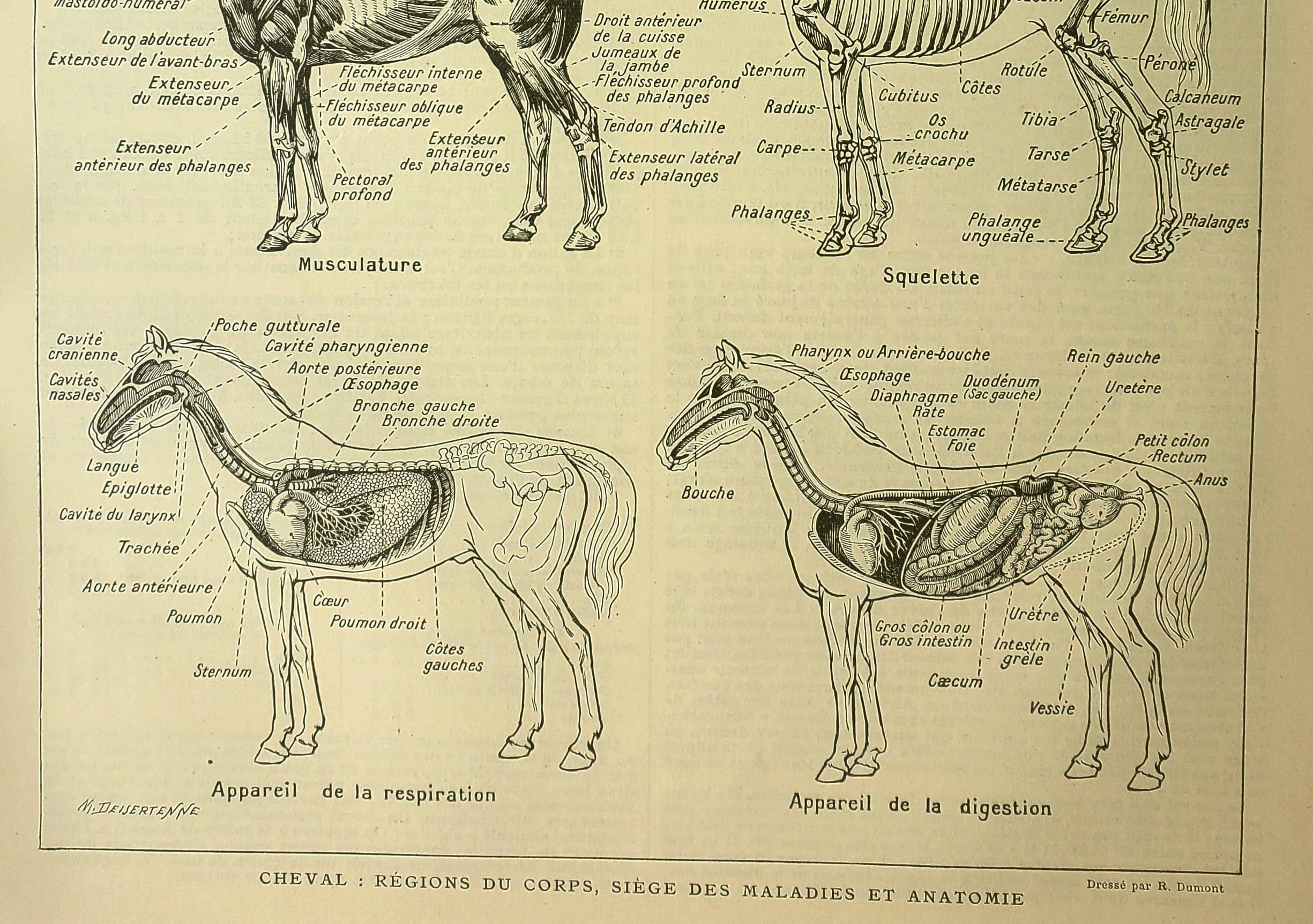 Antique lithograph 1921 - Horse 1 by M. Dessertenne - horseback riding