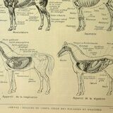 Antique lithograph 1921 - Horse 1 by M. Dessertenne - horseback riding